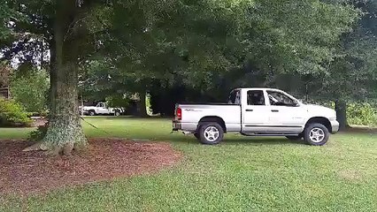 Déraciner un gros arbre avec un pick-up