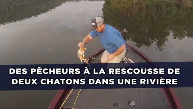 Des pêcheurs à la rescousse de deux chatons dans une rivière