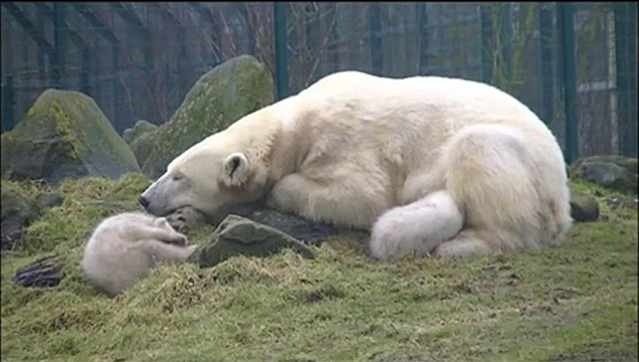 Baby polar bears Noordje and Pixel @Dierenrijk with mom
