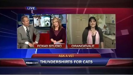 Thundershirt for Cats- Ask a Vet withi Dr. Jyl