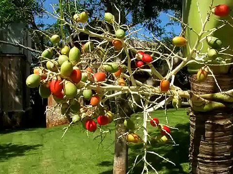 2014 10~11 Mexico,Yucatan Alabanza y Adoracion Cristiana Evangelica-Hossana