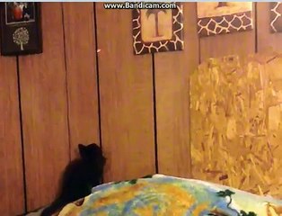 kedilerin lazerle imtihanı