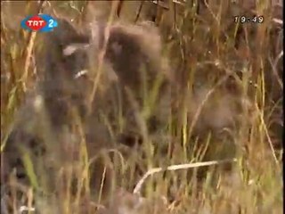 Büyük Kedilerin Günlüğü: 9. Bölüm