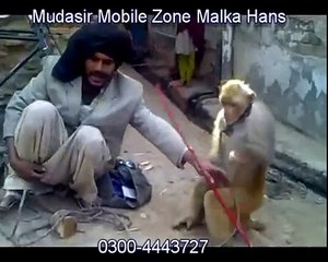 Monkey show the Punjabi desi entertainment by a Madari