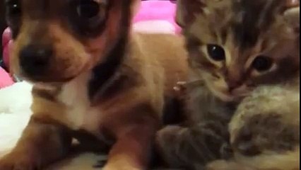 Sevimlilik abidesi yavrular