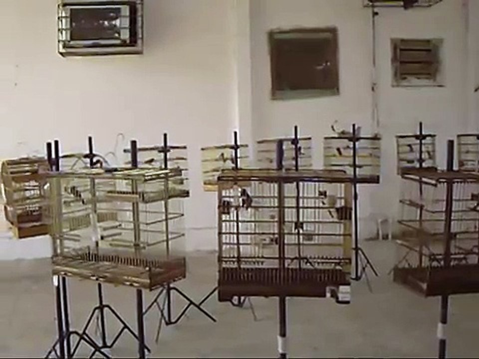 TORNEIO DE PAPA CAPIM E COLEIRO - 10