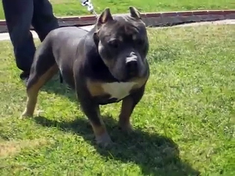 XL Tri-Color Bully Pit - Extreme Tricolor Pitbull Bullies - CAVEMAN at 1.5 years