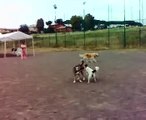 Addestramento cani: Socializzazione: Una Base Sicura a Roma