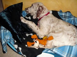 Setter inglesi felici!