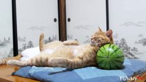 Cats Love Sleeping in Strange Positions and Places - Funny Animals