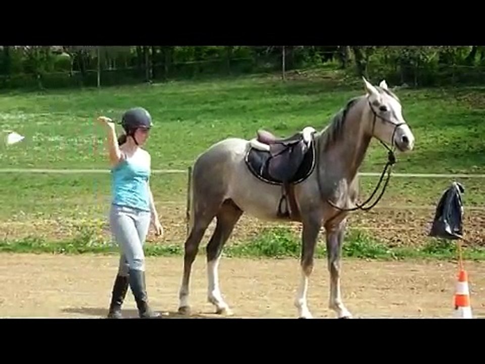 Barok débourrage 4ème séance