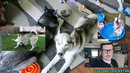 YOUTUBERS CRASH HUSKIES HOUSE-copypasteads.com