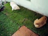 Chow Chow puppies, Neo & Mandy 01