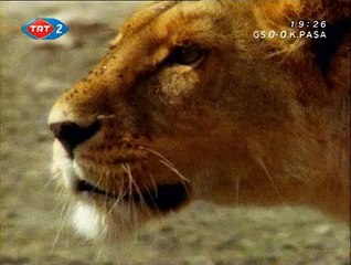 Büyük Kedilerin Günlüğü: 13. Bölüm