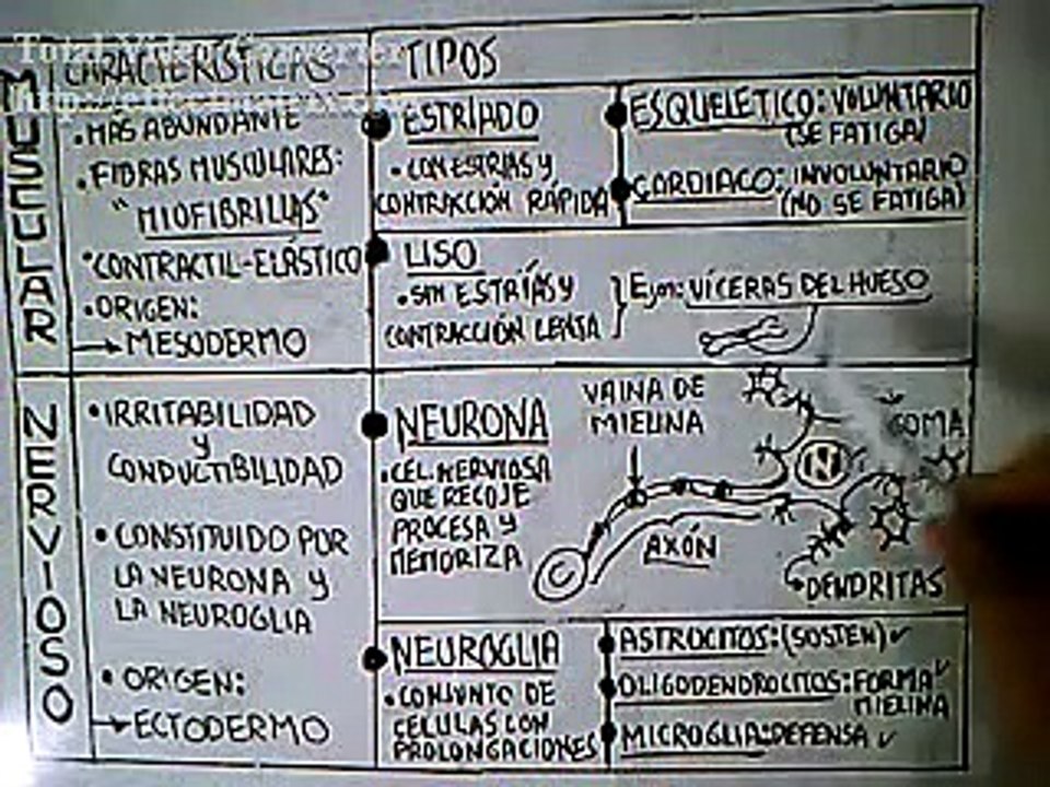 TEJIDO ANIMAL (Parte1)