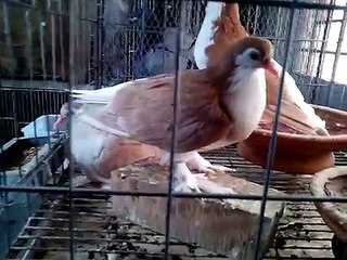 Dakka güvercin Çiftliği. / Pigeon Farm in Dhaka.