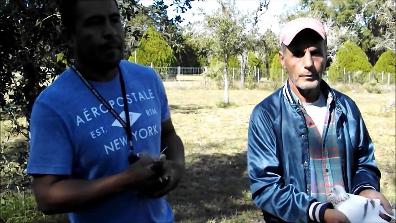 Kazanan yarış Güvercini - x x prima Villa Janssen Calias / Racing Pigeons that WIN - Houben x Janssen x Calias