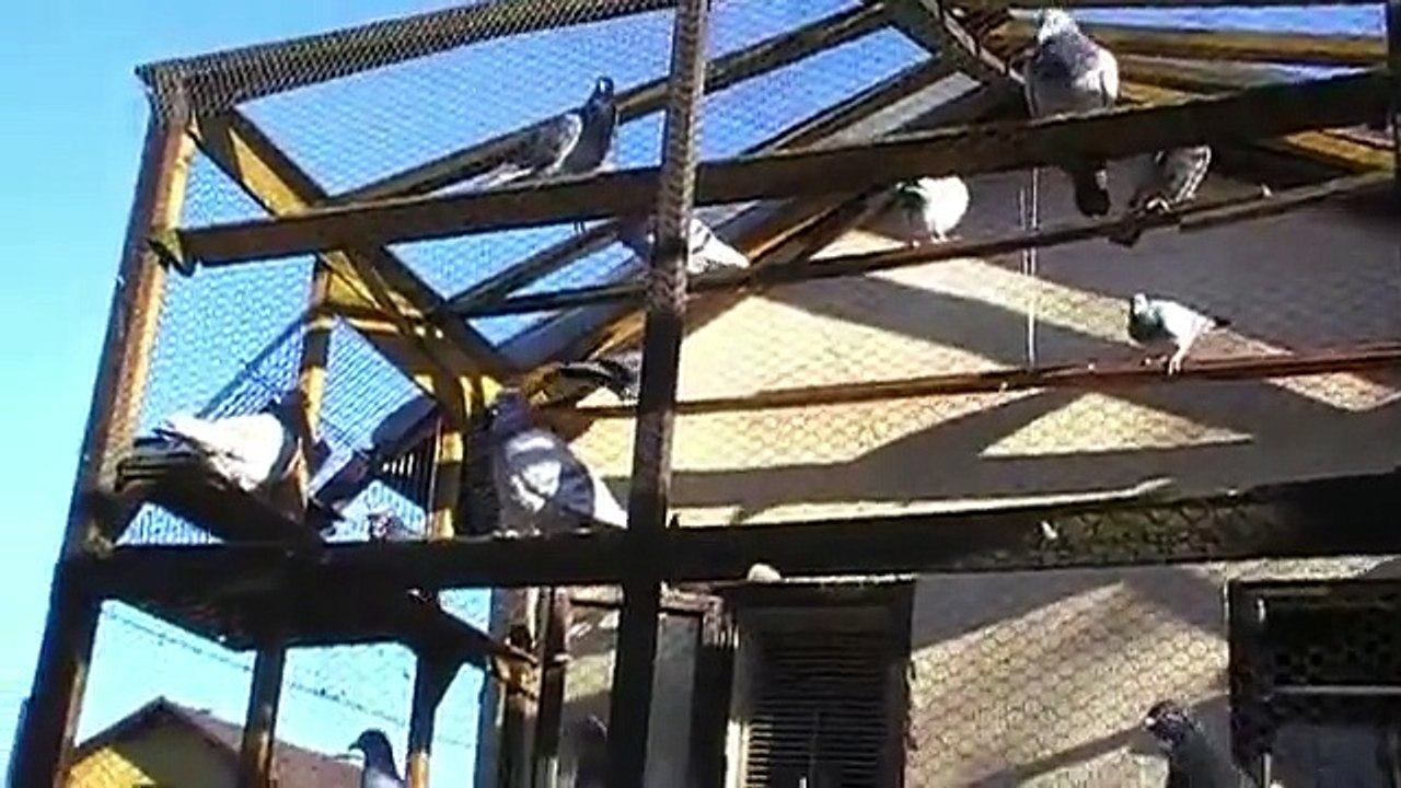 posta güvercini fabry jansen hermes tanıtım / pigeons fabry Jansen hermes presentation