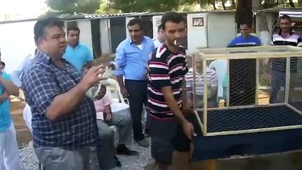 Bin defa sex DÜNYANIN En güzel Güvercin bin defa benım / ♥♥♥ Beautiful Pigeon in The WORLD ♥♥♥