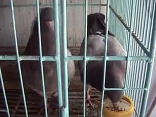 Pabna güvercin Firması, Bangladeş / Pigeon Firm in Pabna, Bangladesh