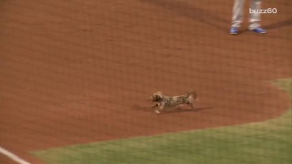 Dog in 'fastest wiener' race gets loose on the field, delaying baseball game