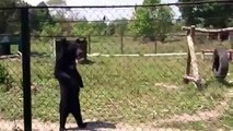 Just A Bear Going For A Stroll