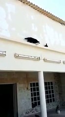 Pigeon outsmarts cat