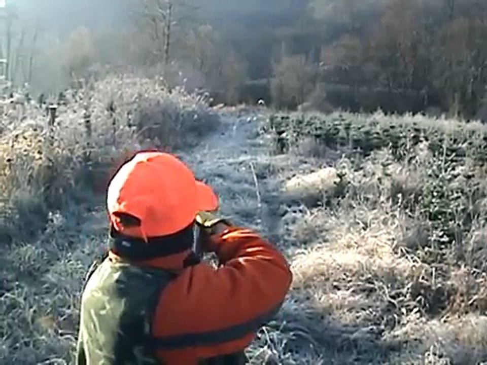 rabbit  hunting beagles in NC beagle 1st rabbit