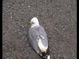 Injured seagull