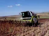 Claas Medion 340 Sunflower Harvesting 2006 (Turkey) Part1