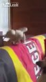 Bird spits on Dog and insults him in Australia! -