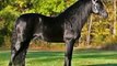Fandango del Sol, Pure Black Andalusian Stallion