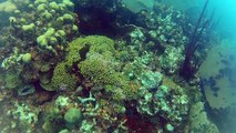 Catalina Island Reef Dive 2015