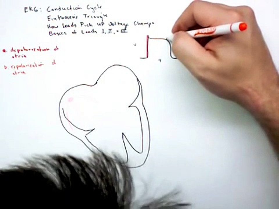 12 Lead EKG Part 2 Conduction Cycle