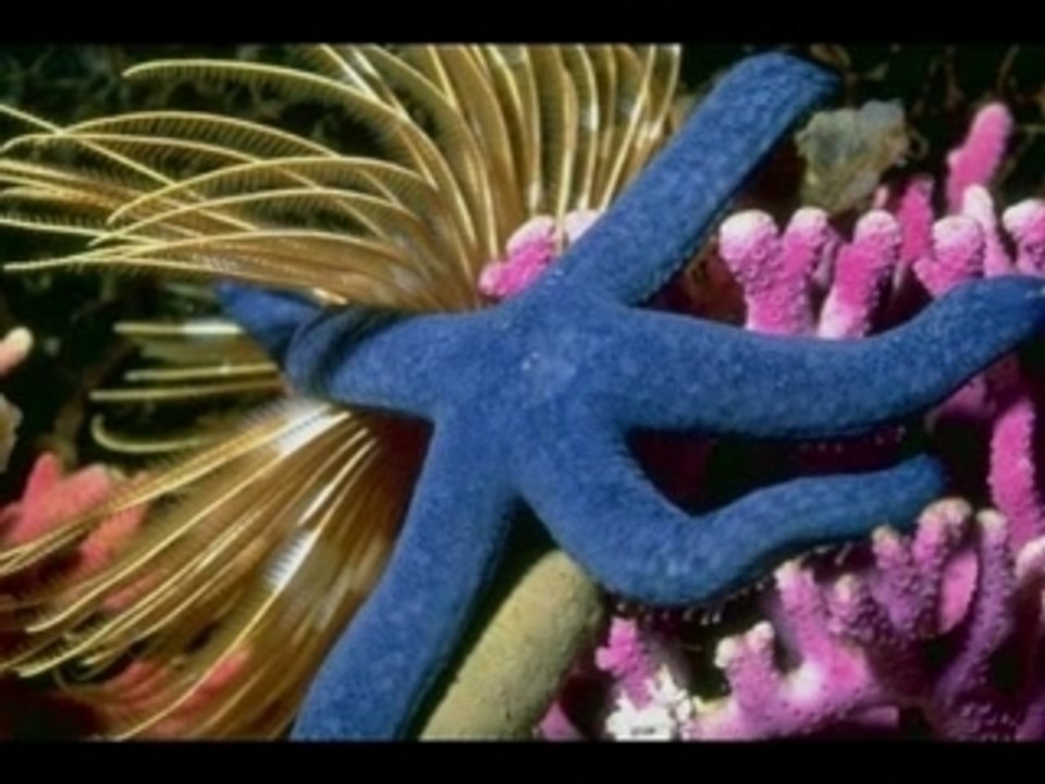 Barrière de Corail
