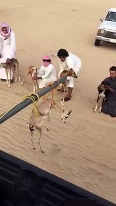 Dog Hunting in Arab Desert