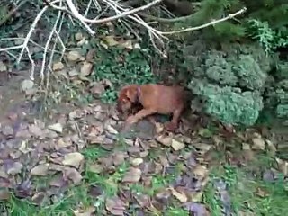 Paddy (Irish Terrier)  spielt mit seiner Schwester