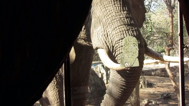 Elephant knocks on window at Kruger National Park