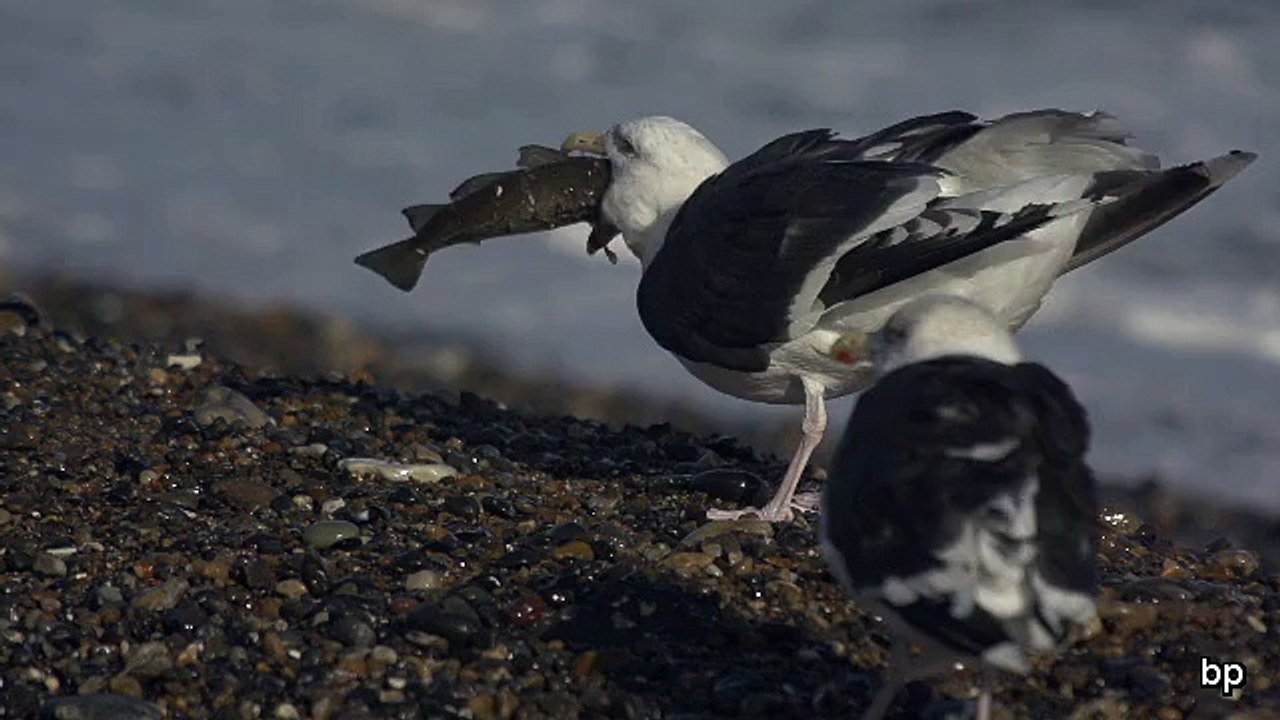 Seagull eating big fish in slow-motion