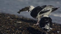 Seagull eating big fish in slow-motion