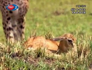 Büyük Kedilerin Günlüğü: 23. Bölüm