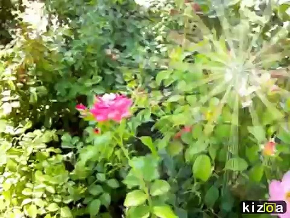 gülü sensiz seni aşksız bırakmam- ahmet özhan