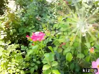 gülü sensiz seni aşksız bırakmam- ahmet özhan