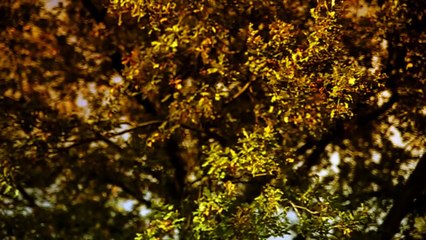 Canon 6D Test Video 24-70 2.8 Tamron