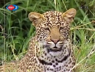 Büyük Kedilerin Günlüğü: 26. Bölüm