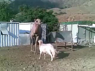Fight With Crazy Camel Vs Sheep Video