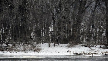 American bald eagles at Lock and Dam No. 13 (LD13) [9937]