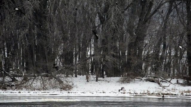 American bald eagles at Lock and Dam No. 13 (LD13) [9937]
