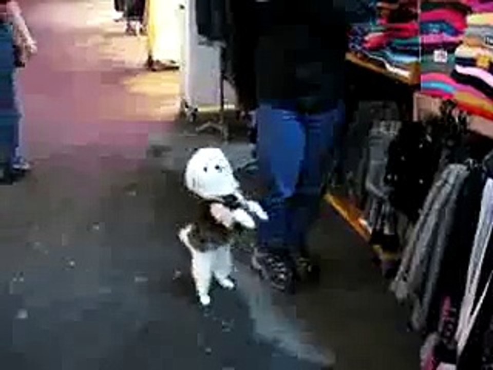 Puppy Dog Walking..So funny.. Must watch !!