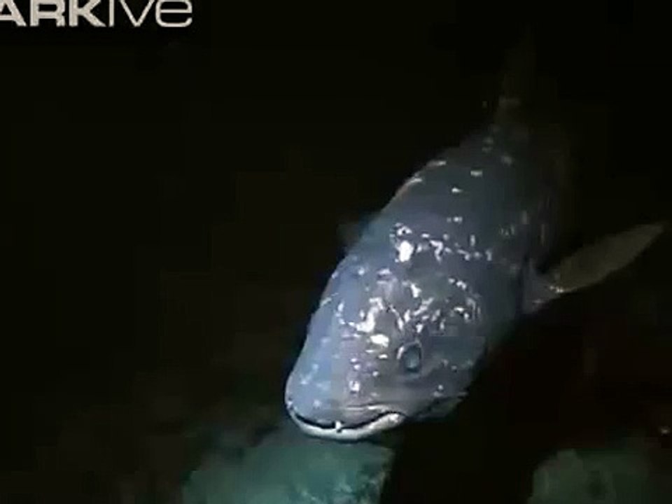 A HAL Coelacanth  (Latimeria chalumnae)